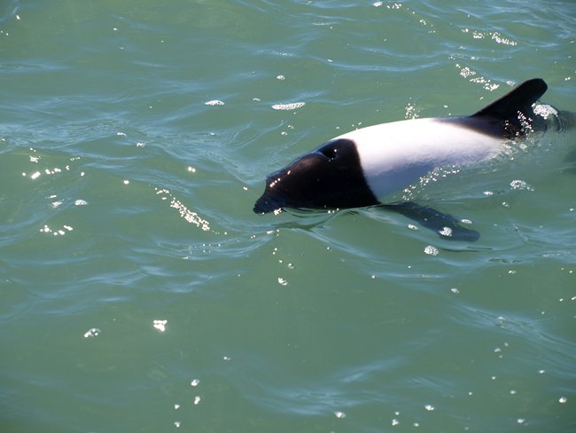 ../../Pictures/231209/062 Tonina overa.JPG